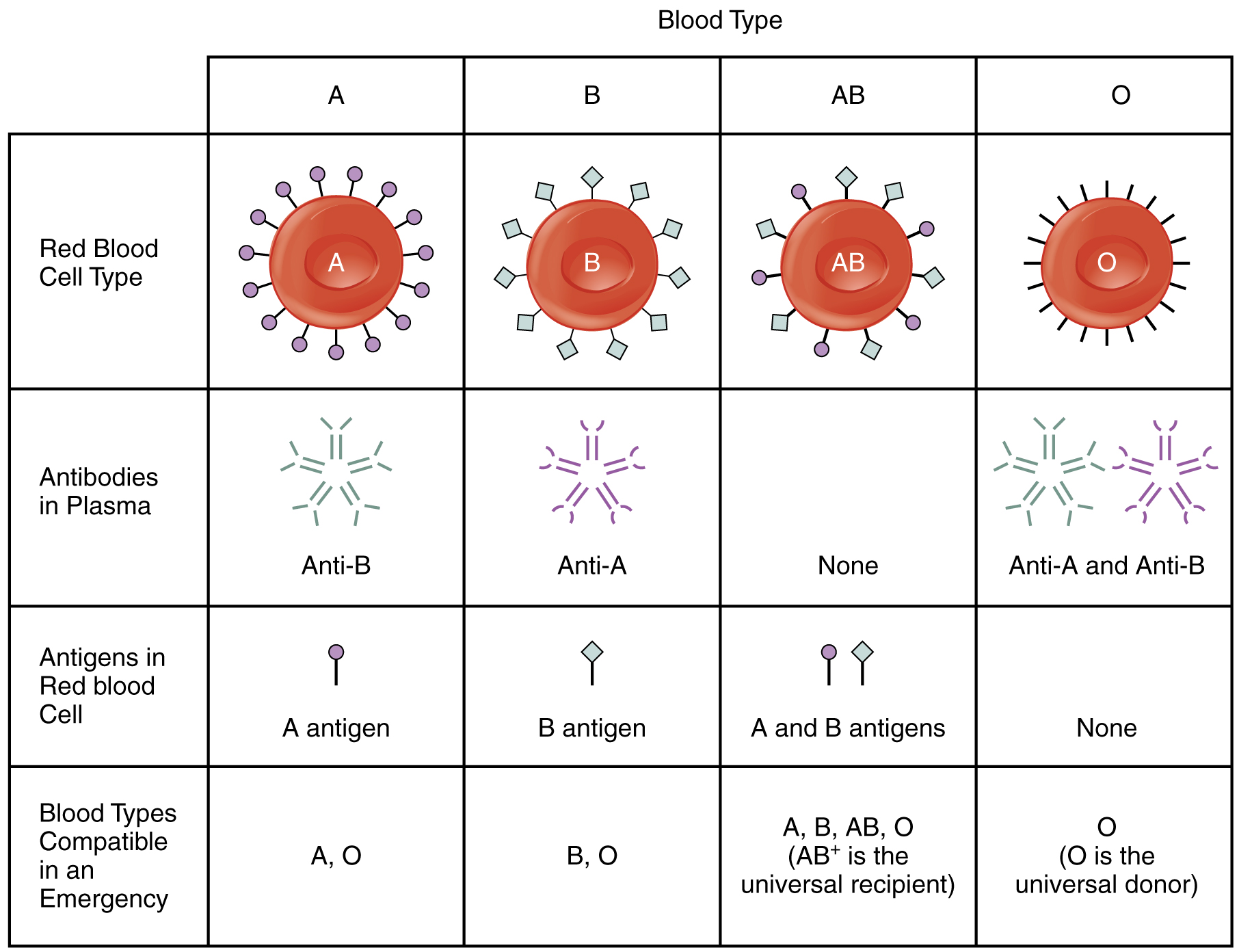 How many blood types are there? - The Tech Interactive