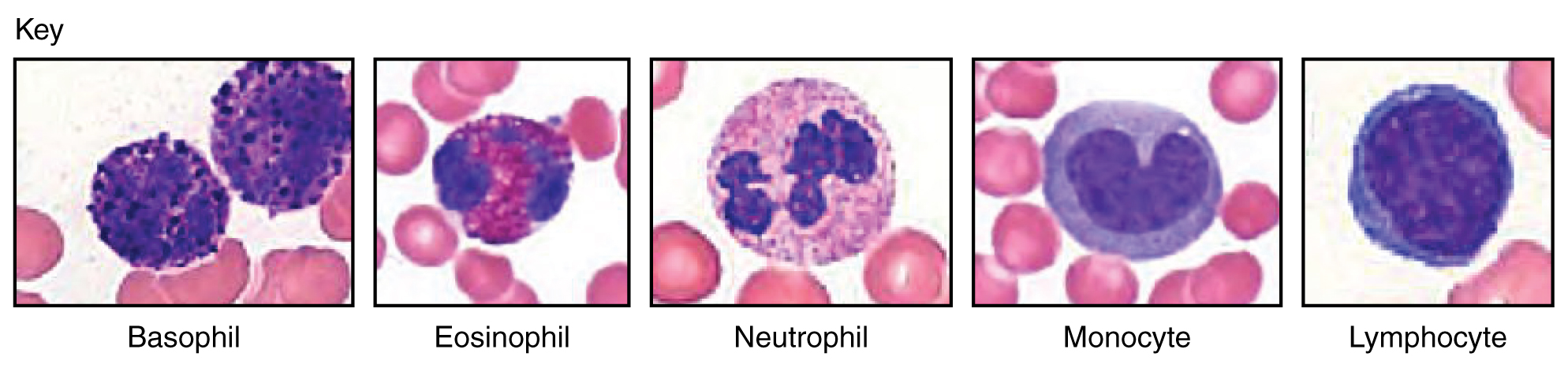 18-4-leukocytes-and-platelets-anatomy-and-physiology-2022