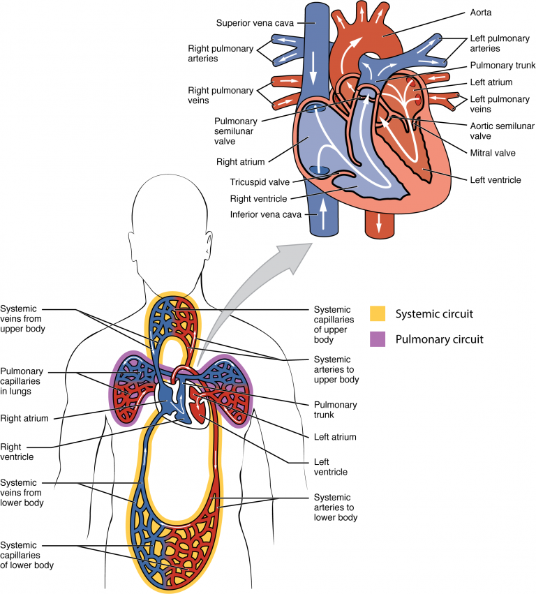 19.1 Heart Anatomy – Anatomy & Physiology