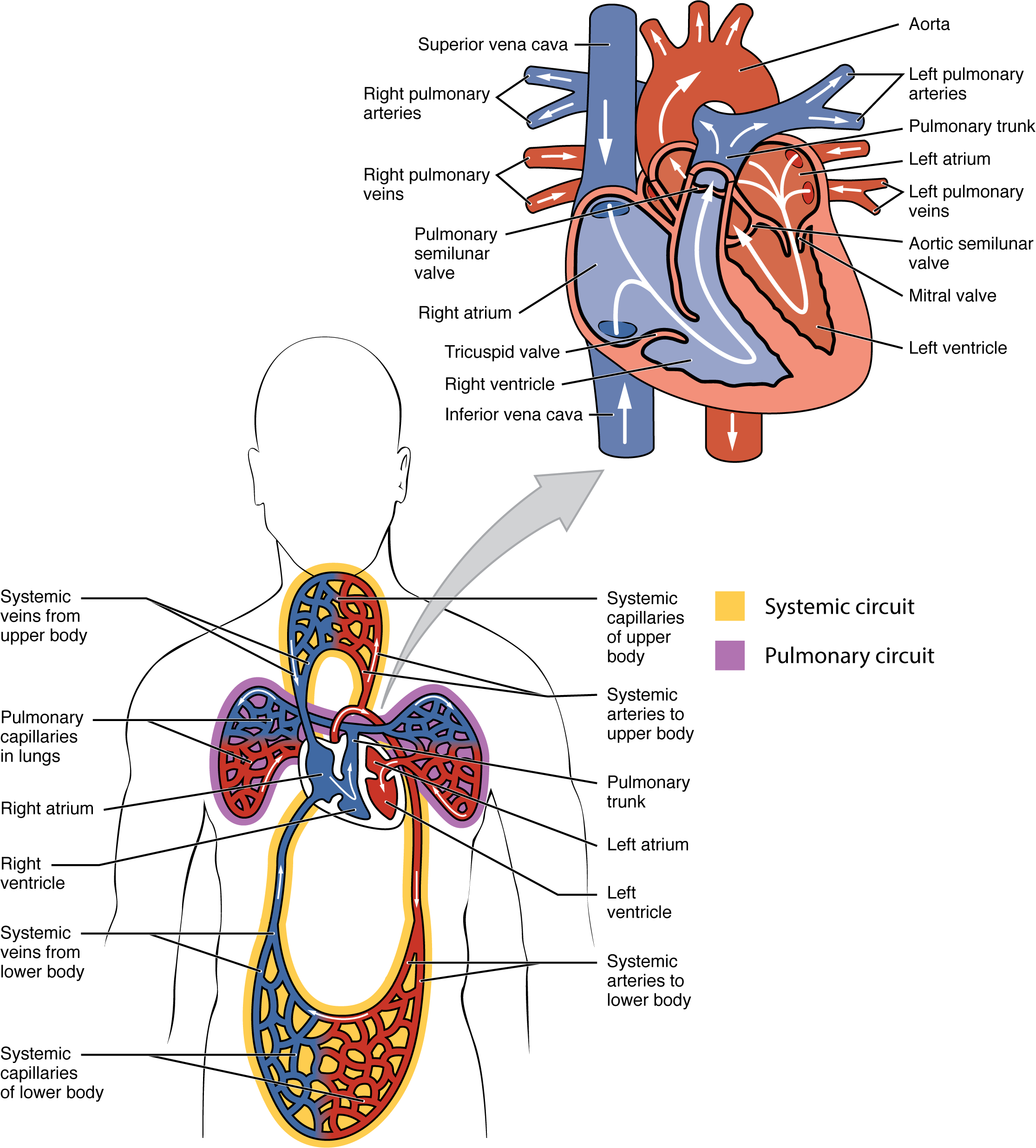 The top panel shows the human heart with the arteries and veins labeled. The bottom panel shows the human circulatory system.