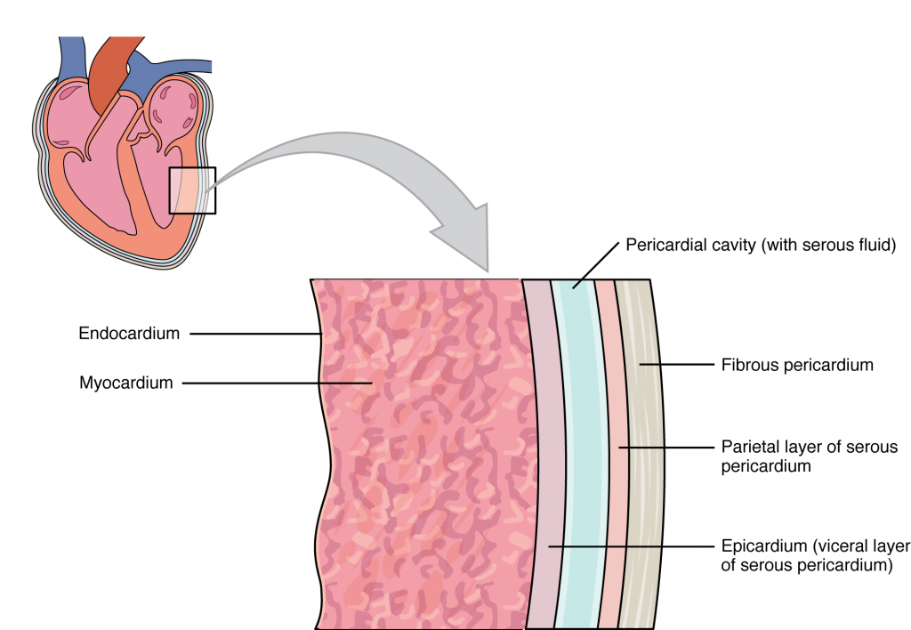 19.1 Heart Anatomy – Anatomy & Physiology