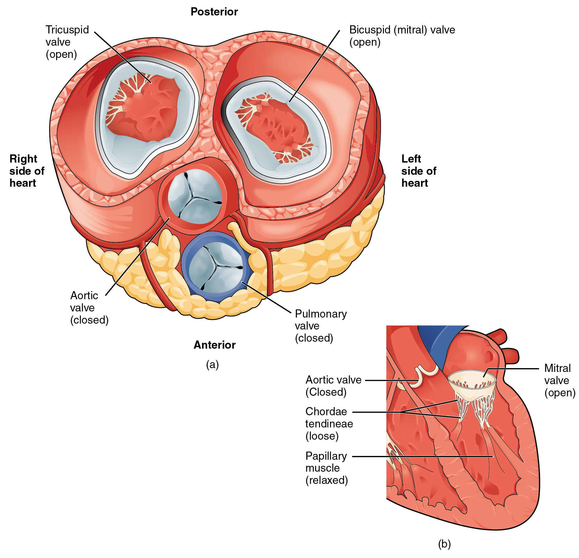 The left panel of this figure shows the anterior view of the heart with the different valves, and the right panel of this figure shows the location of the mitral valve in the open position in the heart.