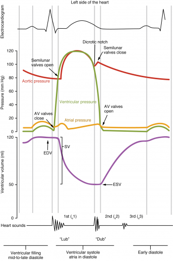 19.3 Cardiac Cycle – Anatomy & Physiology