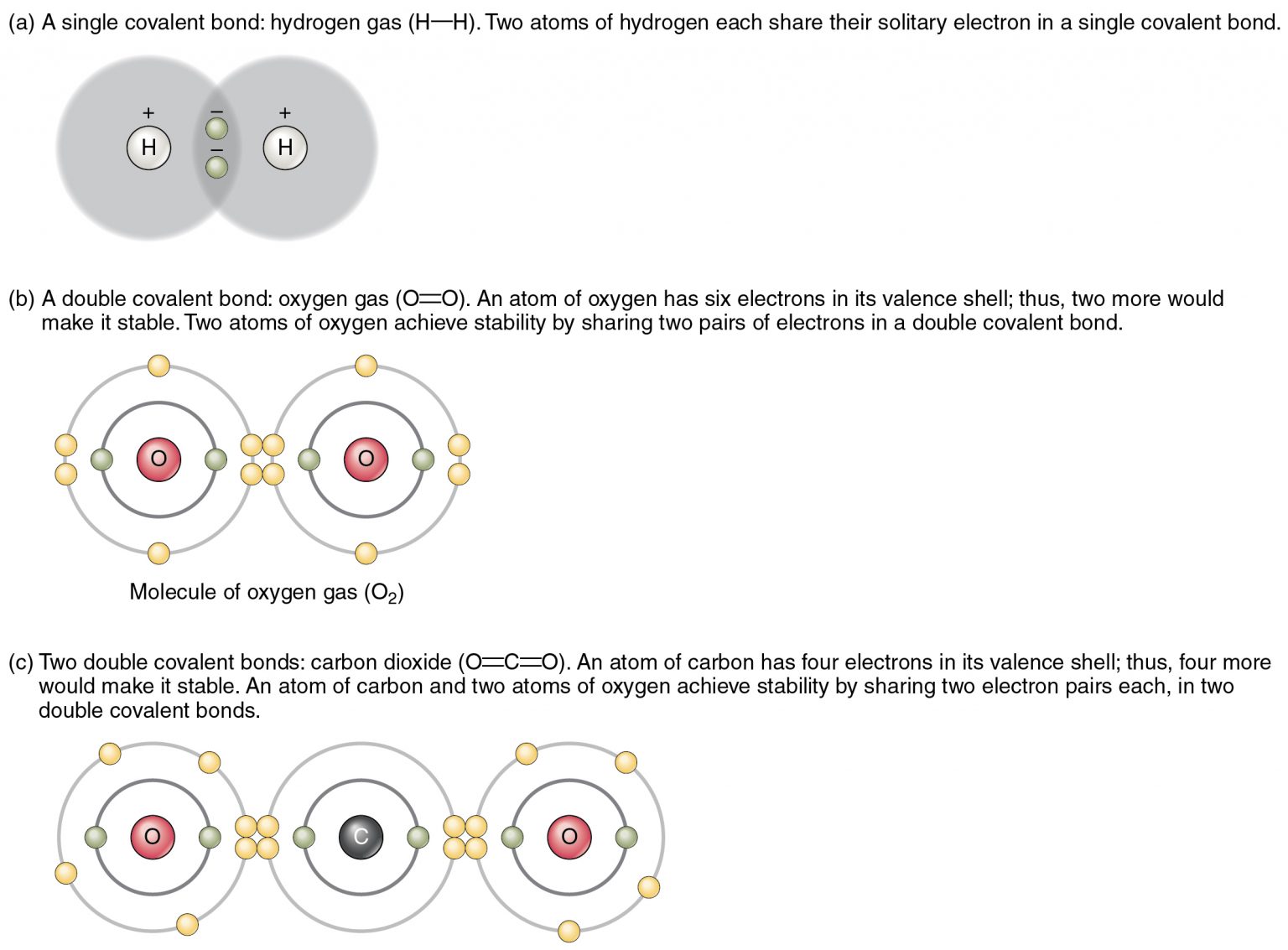 2.2 Chemical Bonds – Anatomy & Physiology