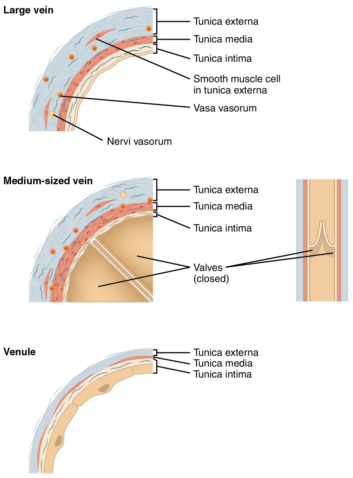 20.1 Structure and Function of Blood Vessels โ Anatomy & Physiology Biology Diagrams