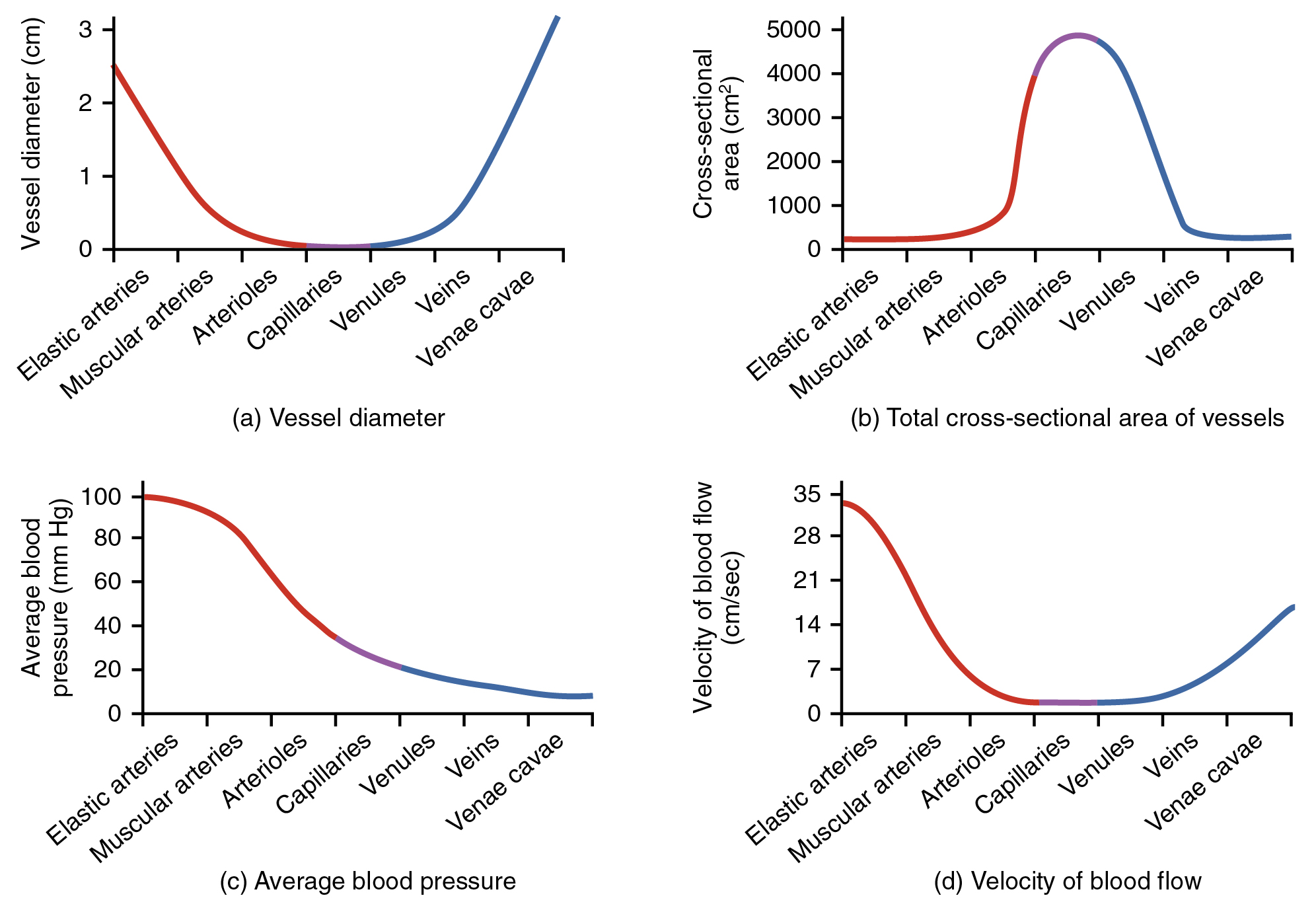 This figure shows four graphs. The top left graph shows the vessel diameter for different types of blood vessels. The top right panel shows cross-sectional area for different blood vessels. The bottom left panel shows the average blood pressure for different blood vessels, and the bottom right panel shows the velocity of blood flow in different blood vessels.