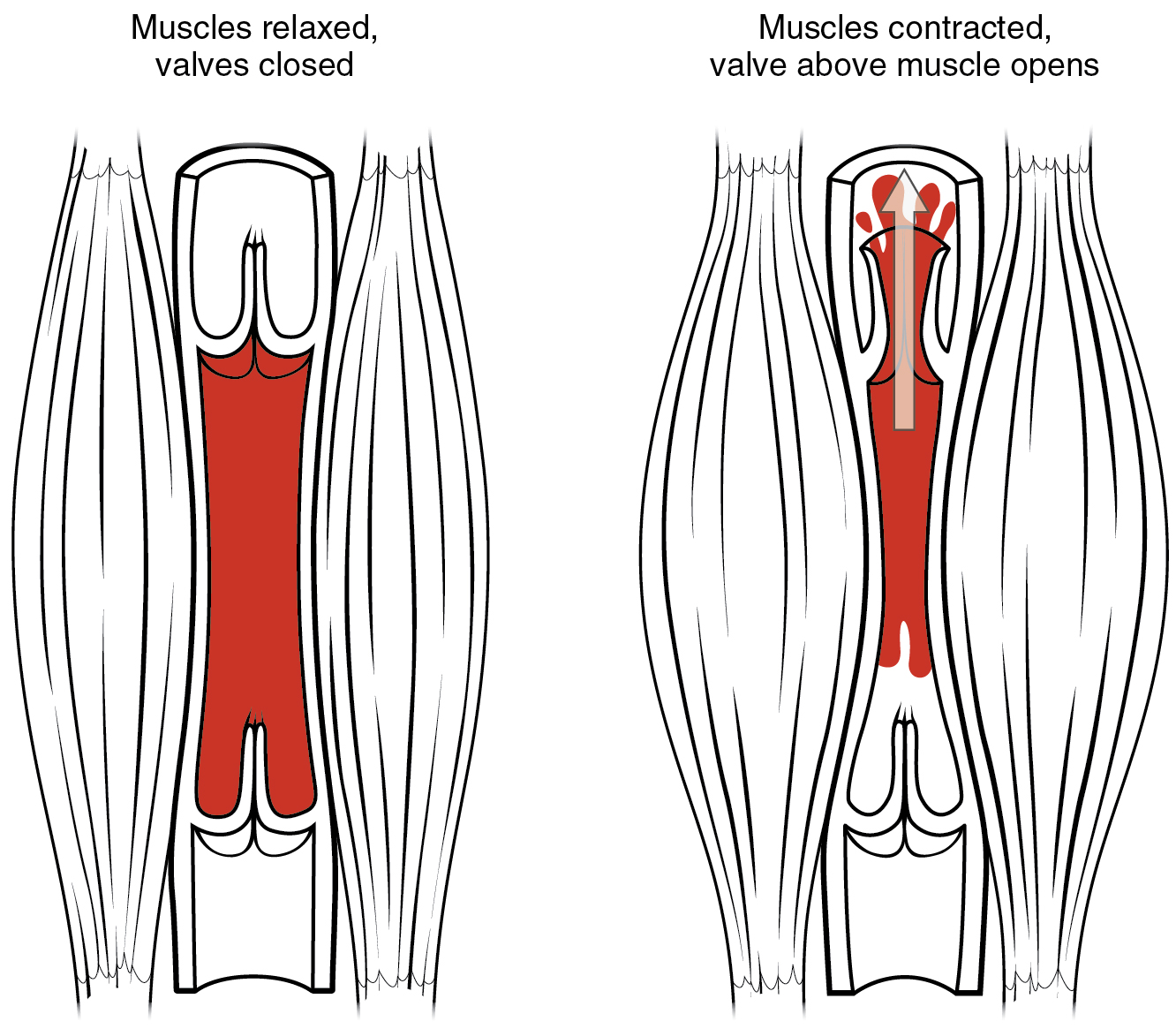 The left panel shows the structure of a skeletal muscle vein pump when the muscle is relaxed, and the right panel shows the structure of a skeletal muscle vein pump when the muscle is contracted.