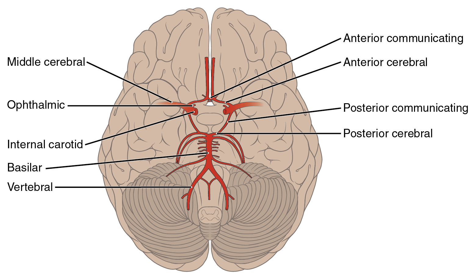 This diagram shows the arteries of the brain.