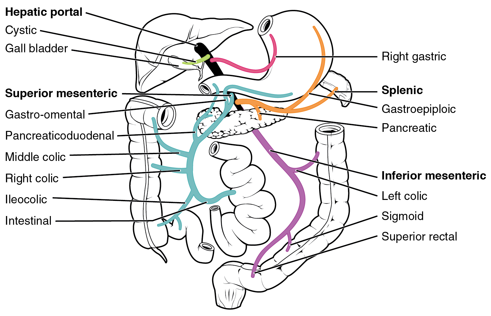 This diagram shows the veins in the digestive system.