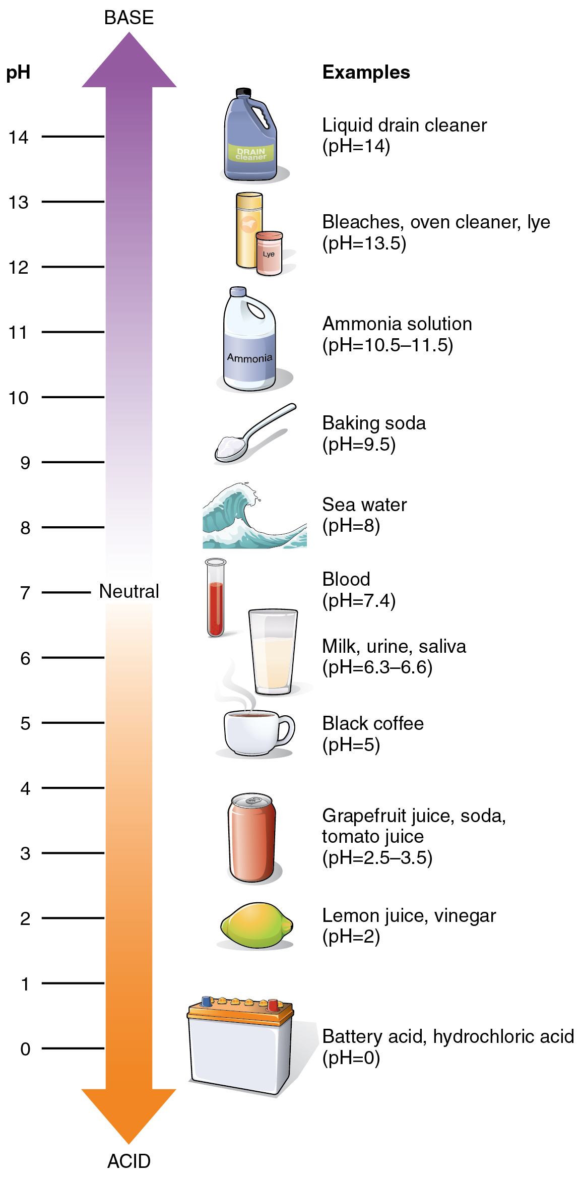 compound food examples