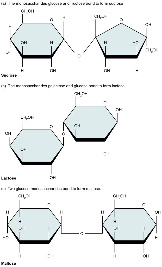 2.5 Organic Compounds Essential to Human Functioning – Anatomy & Physiology