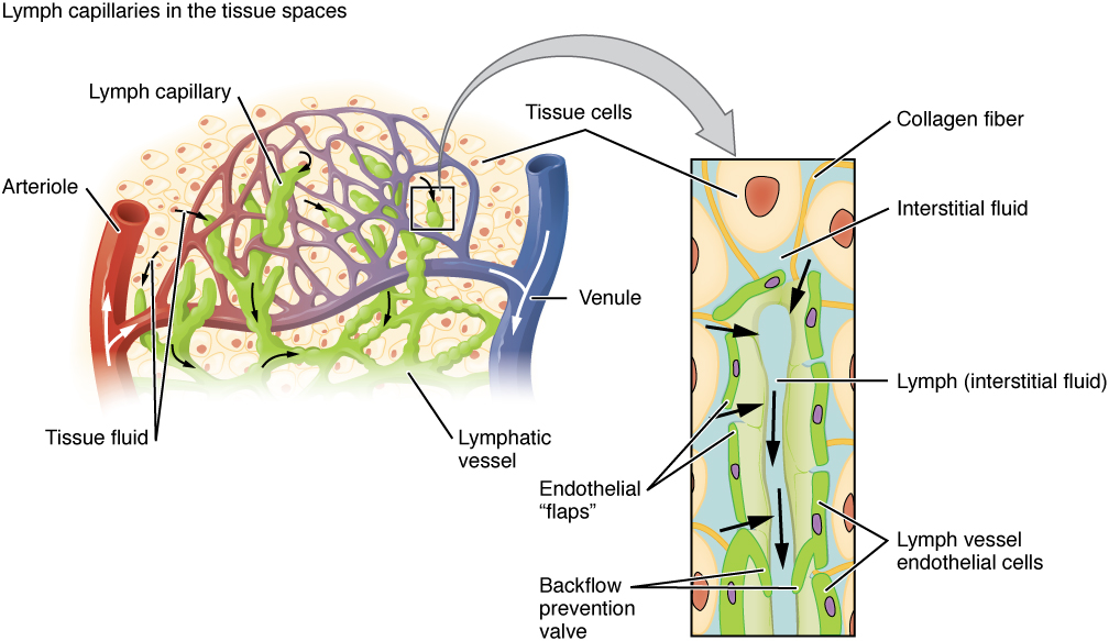 This image shows the lymph capillaries in the tissue spaces, and a magnified image shows the interstitial fluid and the lymph vessels. The major parts are labeled.