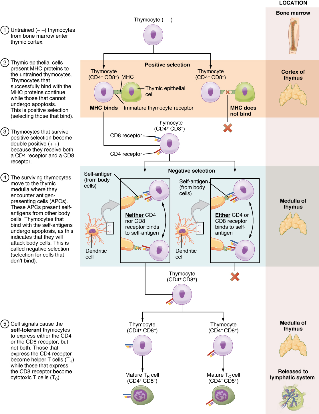 EDU - Module D: Adaptive Immunity - Cellular Response