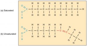 2.5 Organic Compounds Essential to Human Functioning – Anatomy & Physiology