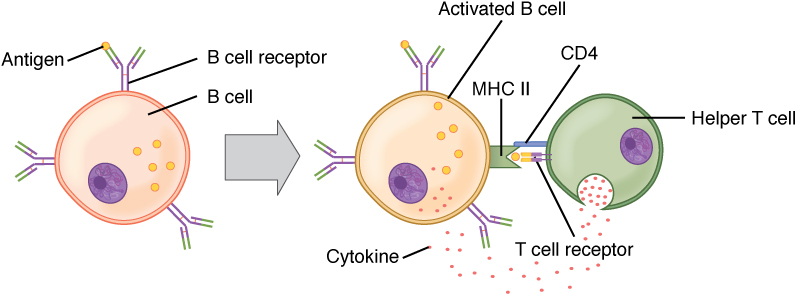 lymphocyte cell diagram