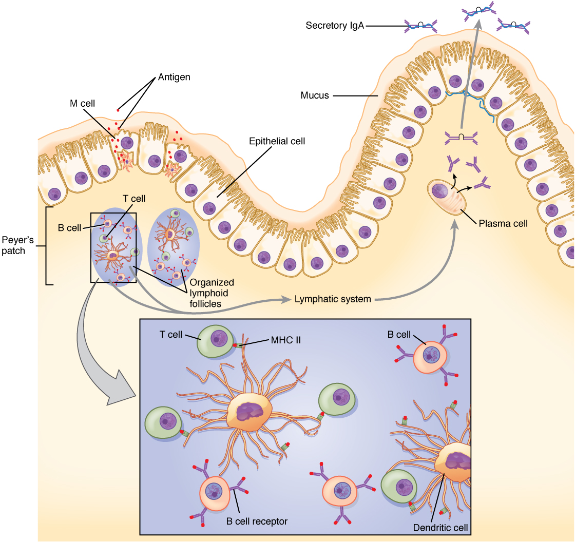 This diagram shows the process in which cells of the small intestine generate IgA immunity.