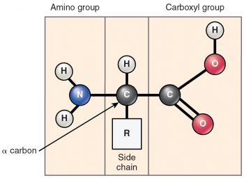 2.5 Organic Compounds Essential To Human Functioning – Anatomy & Physiology