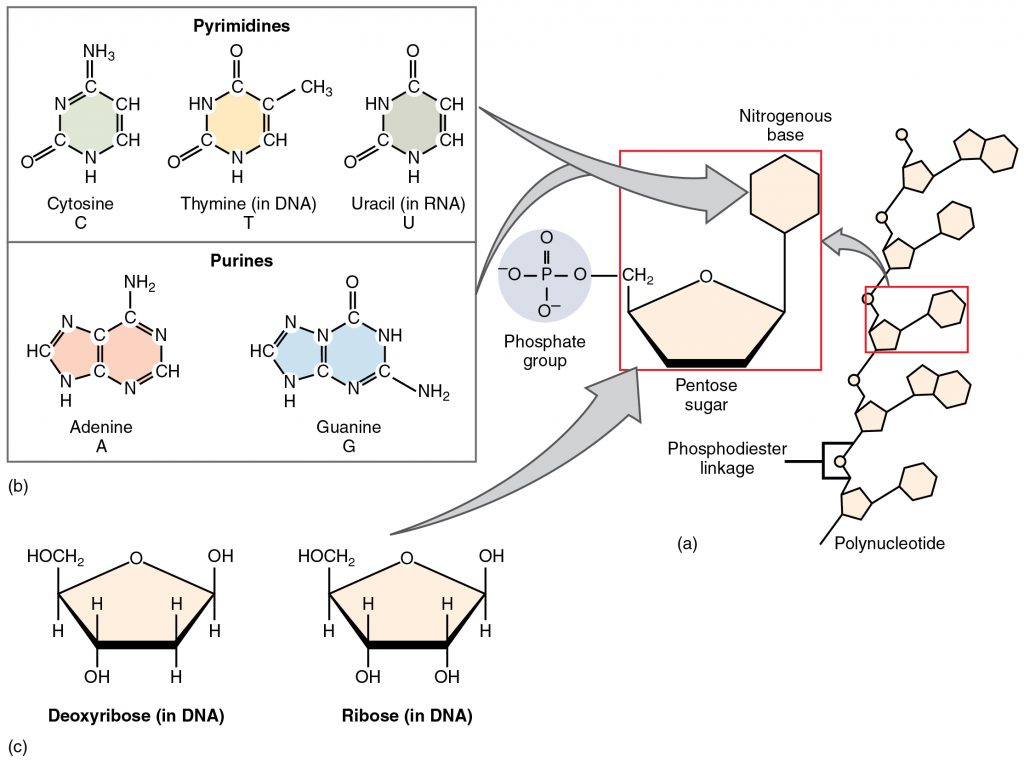 2.5 Organic Compounds Essential To Human Functioning – Anatomy & Physiology