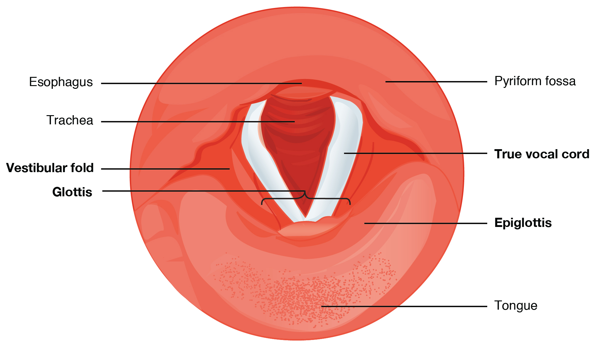 This diagram shows the cross section of the larynx. The different types of cartilages are labeled.