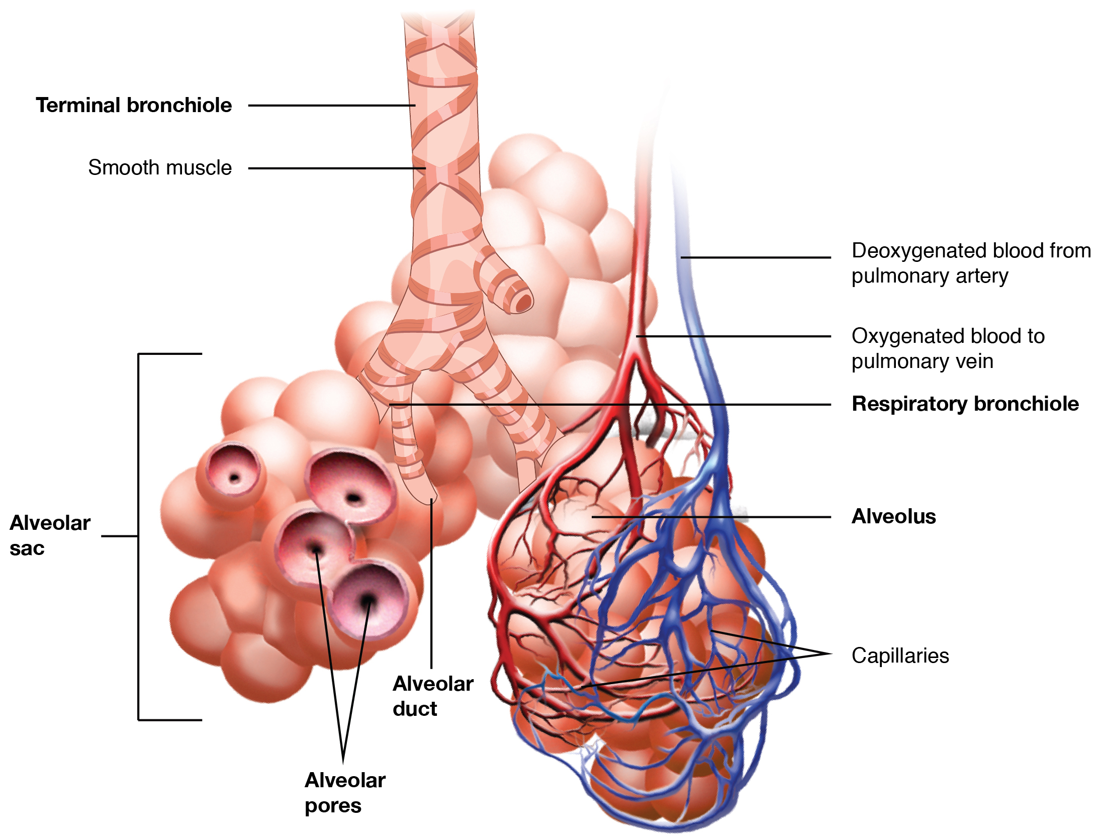 This image shows the bronchioles and alveolar sacs in the lungs and depicts the exchange of oxygenated and deoxygenated blood in the pulmonary blood vessels.