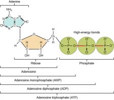 2.5 Organic Compounds Essential To Human Functioning – Anatomy & Physiology