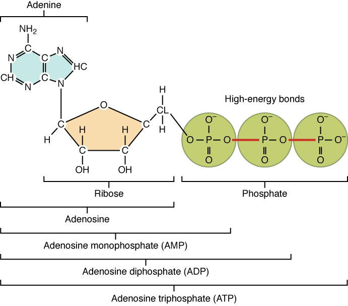 Structure of Adenosine Triphosphate (ATP)