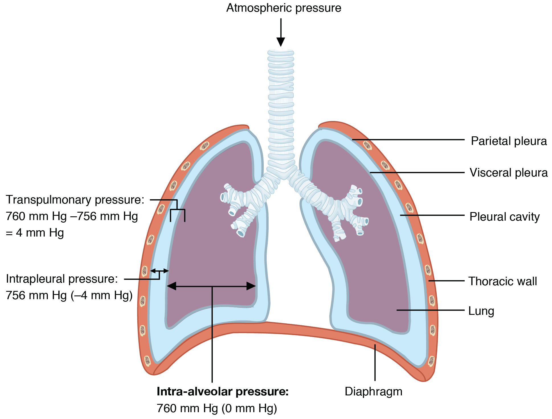 This diagram shows the lungs and the air pressure in different regions.