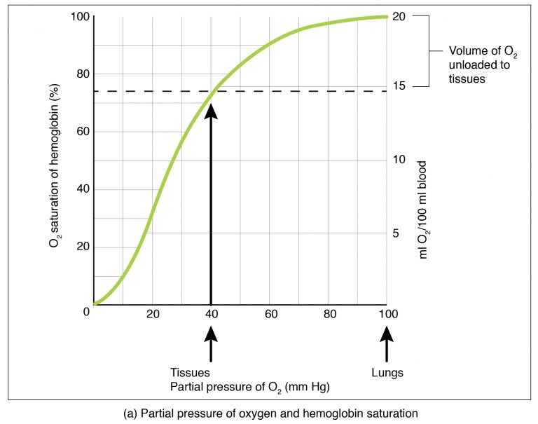 22.5 Transport of Gases – Anatomy & Physiology