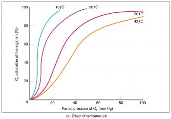 22.5 Transport of Gases – Anatomy & Physiology