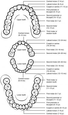 23.3 The Mouth, Pharynx, and Esophagus – Anatomy & Physiology