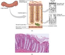 23.6 The Small and Large Intestines – Anatomy & Physiology