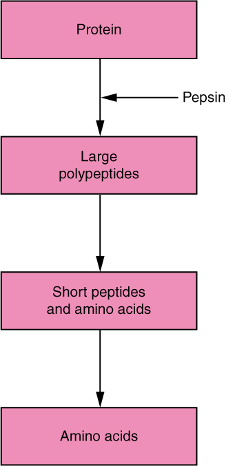 This flow chart shows the different steps in the digestion of protein. The four steps shown are protein, large polypeptides, short peptides and amino acids and amino acids.