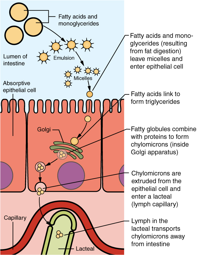 This diagram shows how lipids are absorbed from the lumen of the intestine into the lacteals. The fatty acid micelles are shown to enter the epithelial cell and form chylomicrons inside the Golgi apparatus. Then, the chylomicrons are extruded from the epithelial cell and are taken up by the lacteals.
