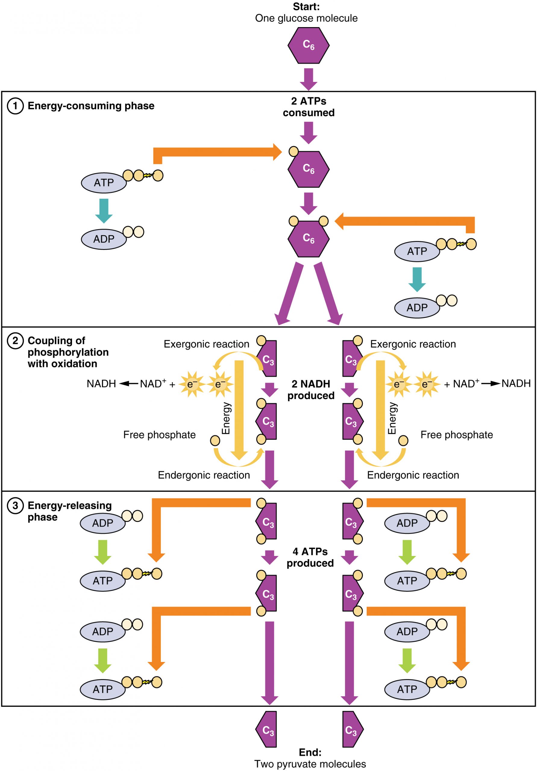 Carbohydrate metabolism and energy balance