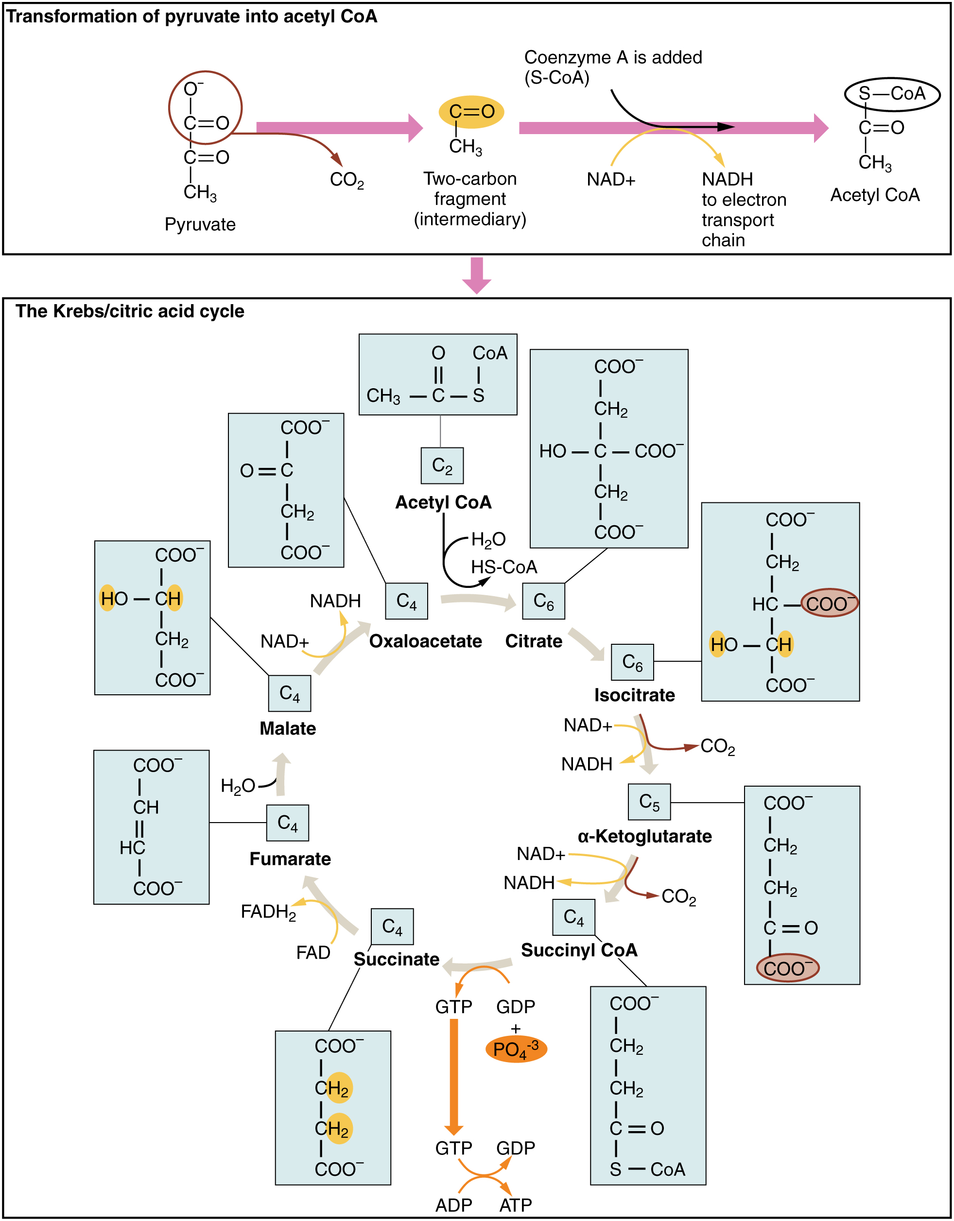 Cellular respiration – Basic Human Physiology