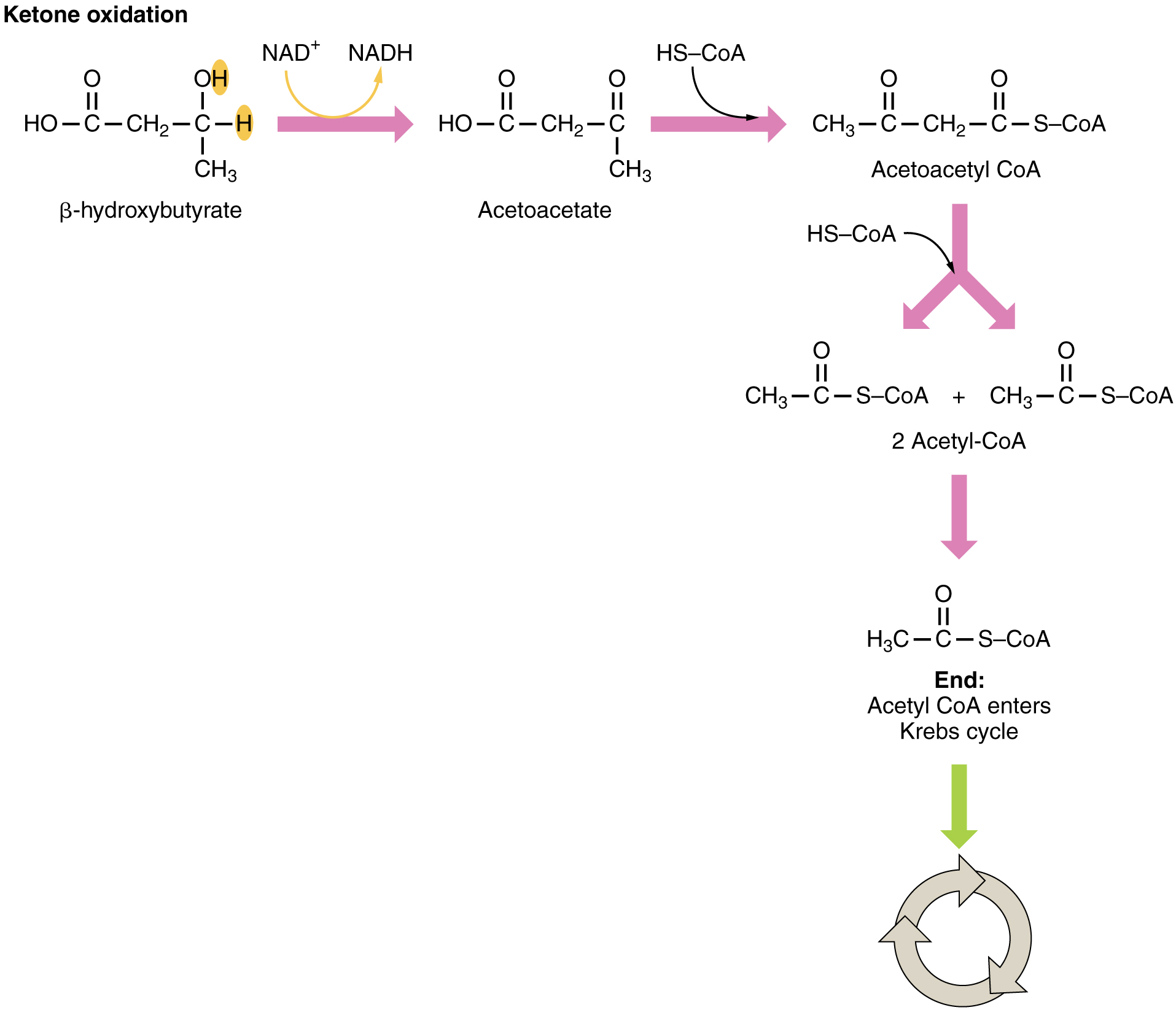 This figure shows the reactions in which ketone is oxidized to acetyl-CoA.