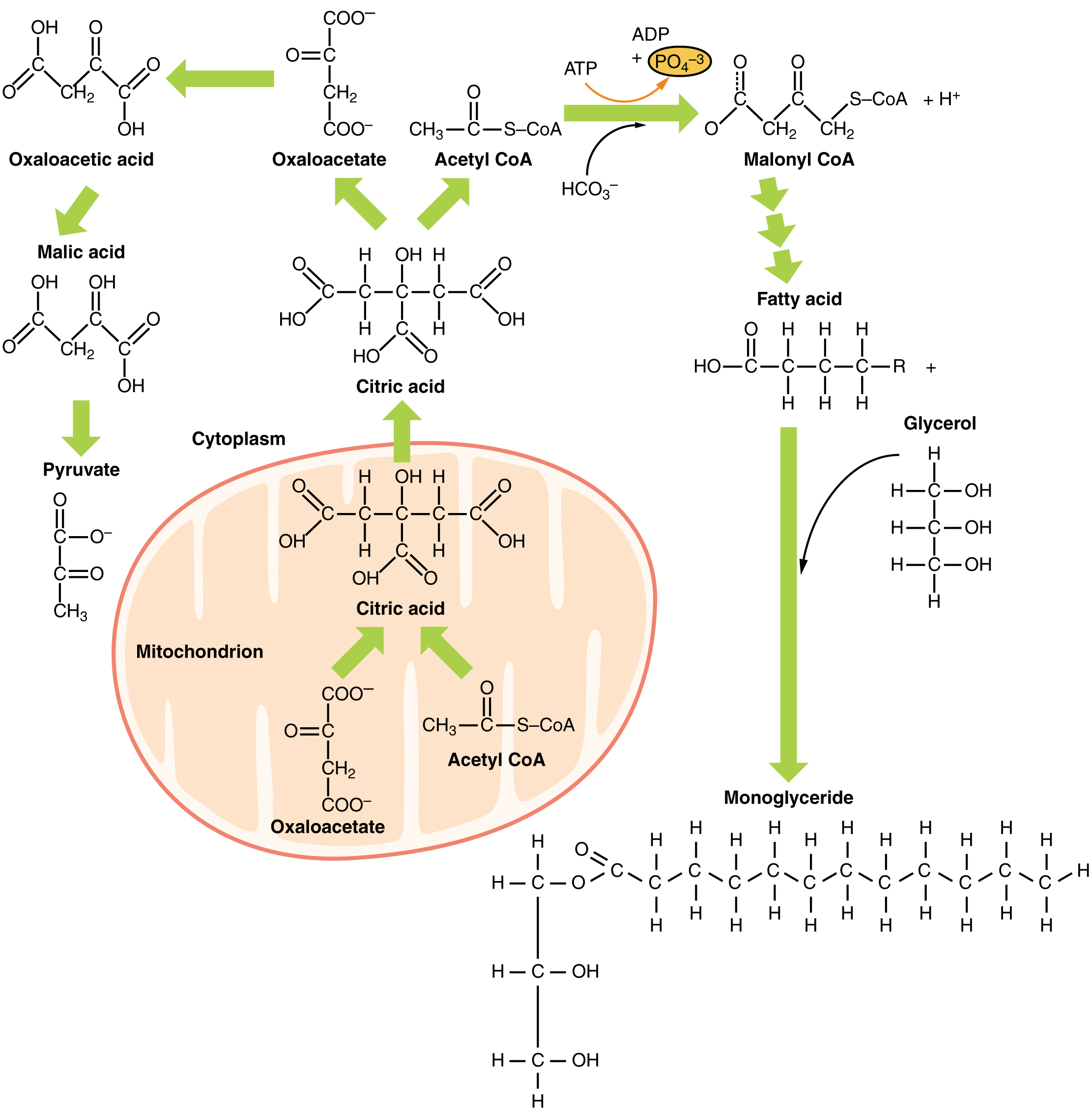 24.3 Lipid Metabolism Anatomy Physiology