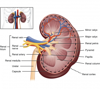 25.1 Internal and External Anatomy of the Kidney – Anatomy & Physiology