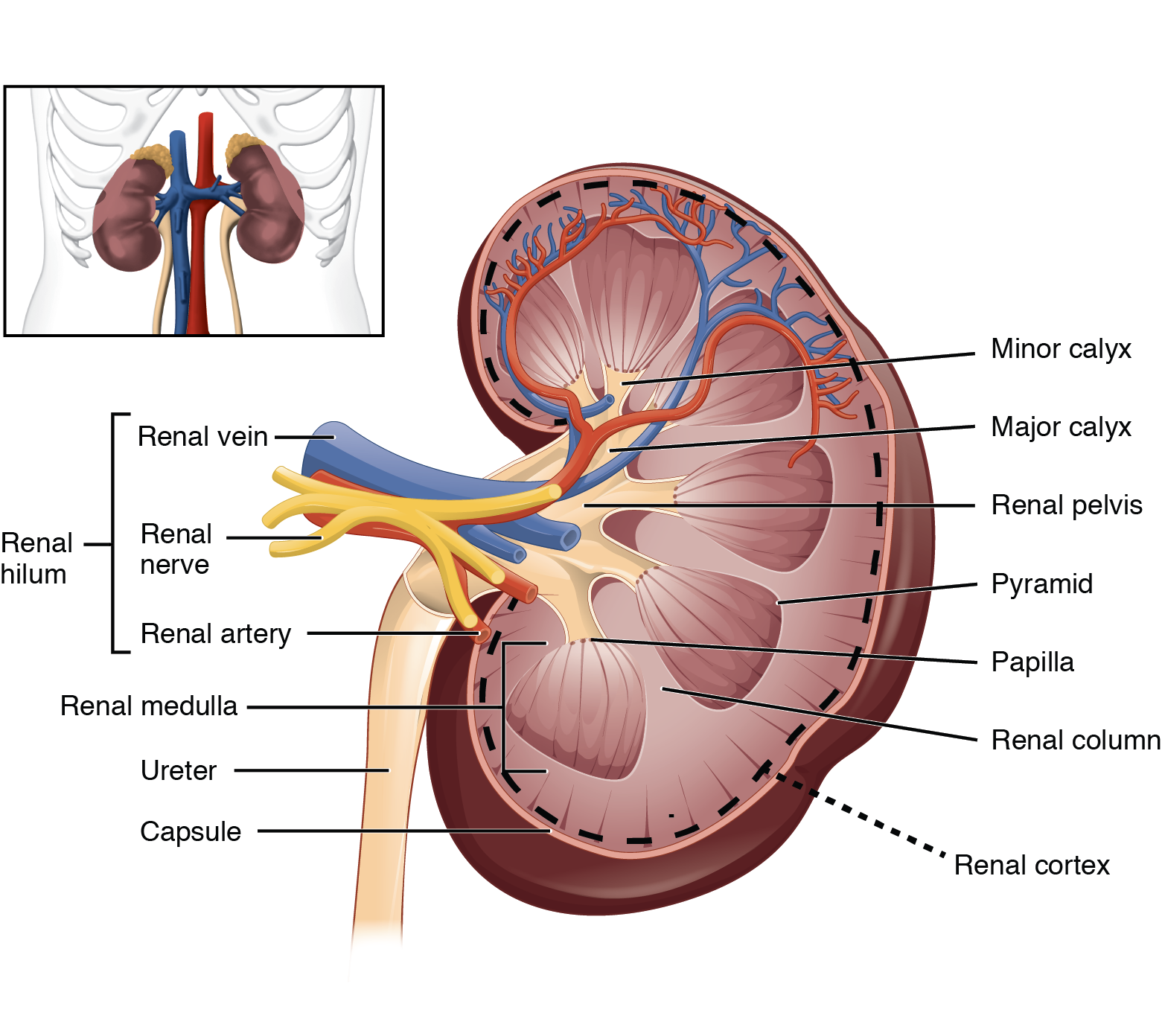 The left panel of this figure shows the location of the kidneys in the abdomen. The right panel shows the cross section of the kidney.