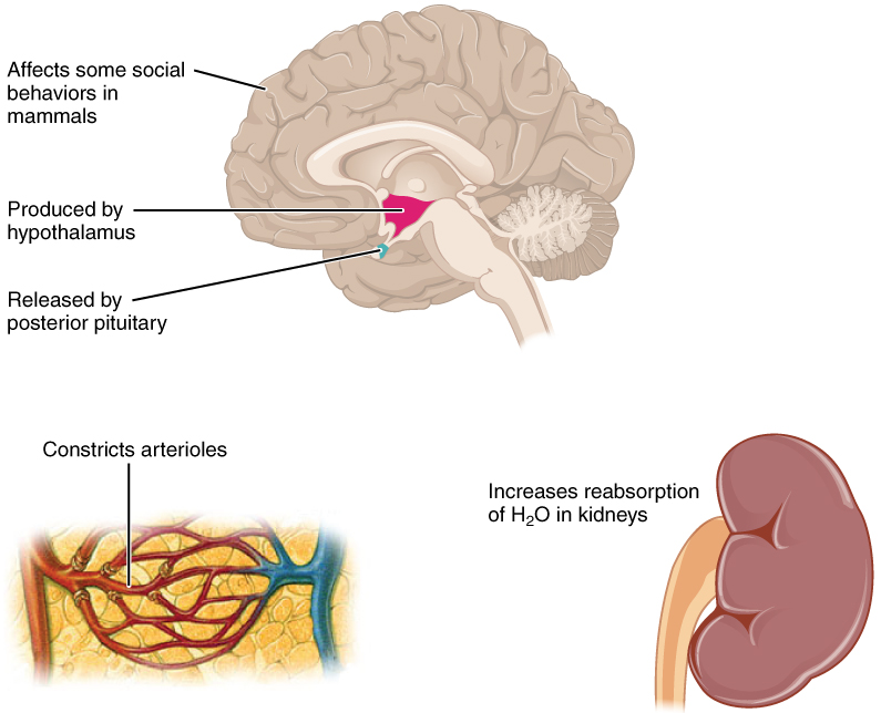 This set of diagrams shows the effects of ADH on various structures within the body. In the brain, ADH affects the cerebrum by influencing social behavior in some mammals. ADH is also produced in the brain by the hypothalamus and released in the posterior pituitary. ADH also constricts arterioles in the body, which are the small arteries that enter into capillary beds. Finally, a kidney is shown because ADH increases the reabsorption of water in the kidneys.