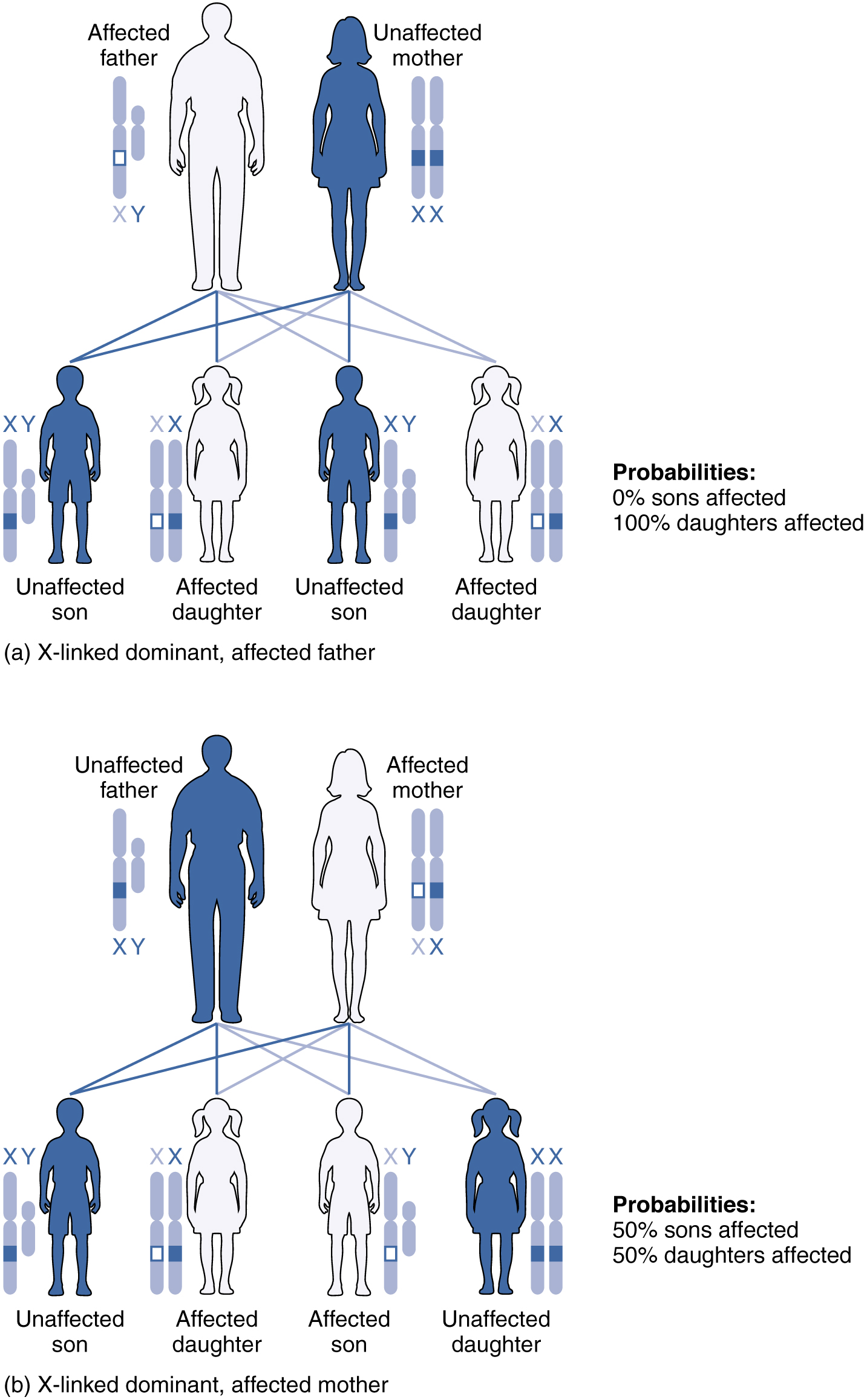 This image shows the generations resulting from an X-linked dominant, affected father in the top panel and the generations resulting from an X-linked dominant, affected mother in the bottom panel.