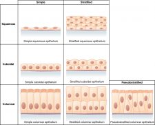 4.2 Epithelial Tissue – Anatomy & Physiology