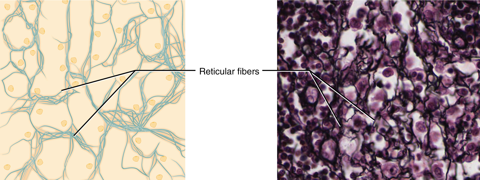 connective tissue labeled