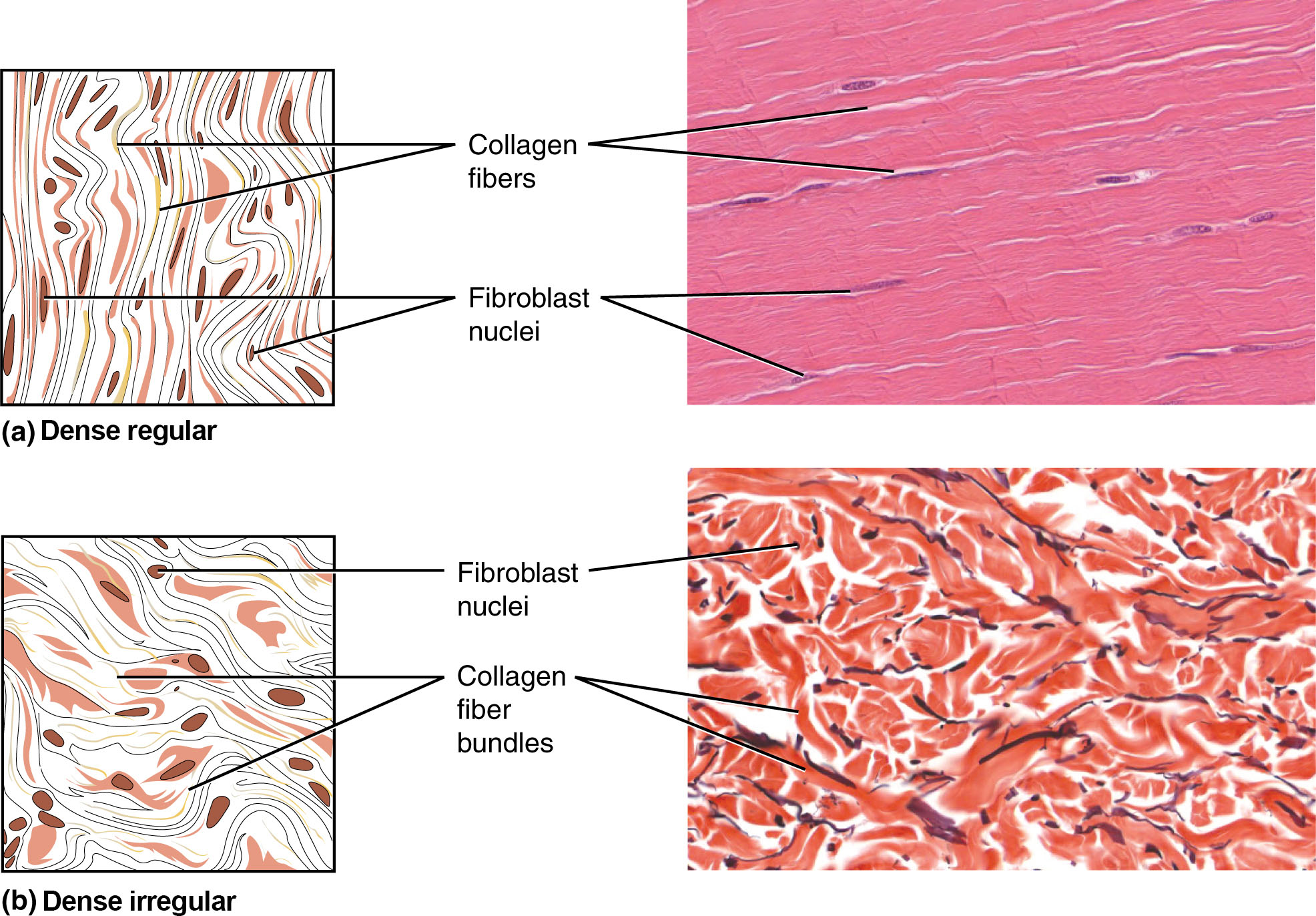 major tissue types