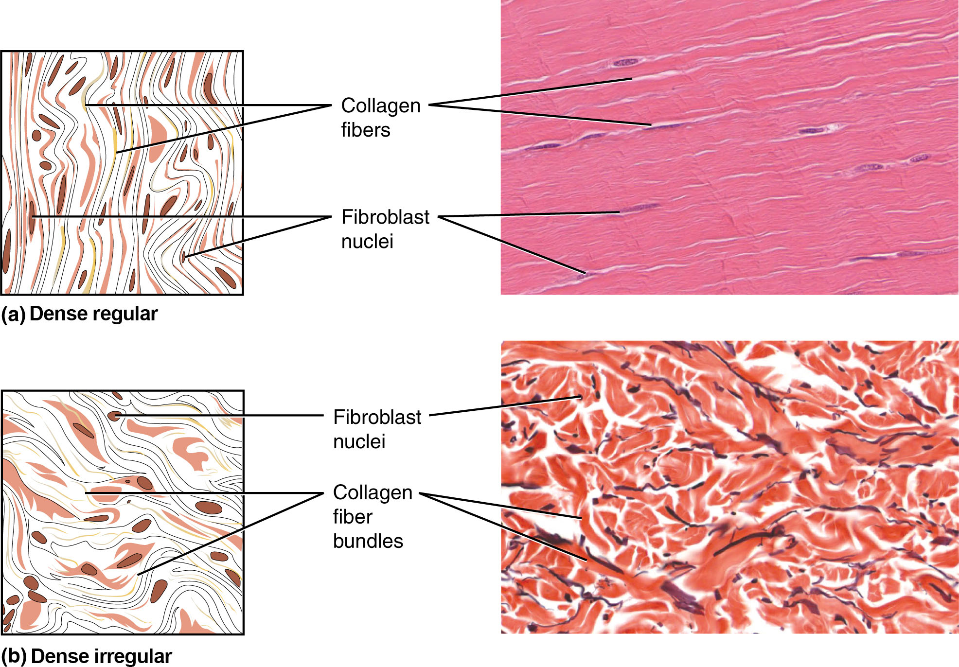 cartilage tissue labeled