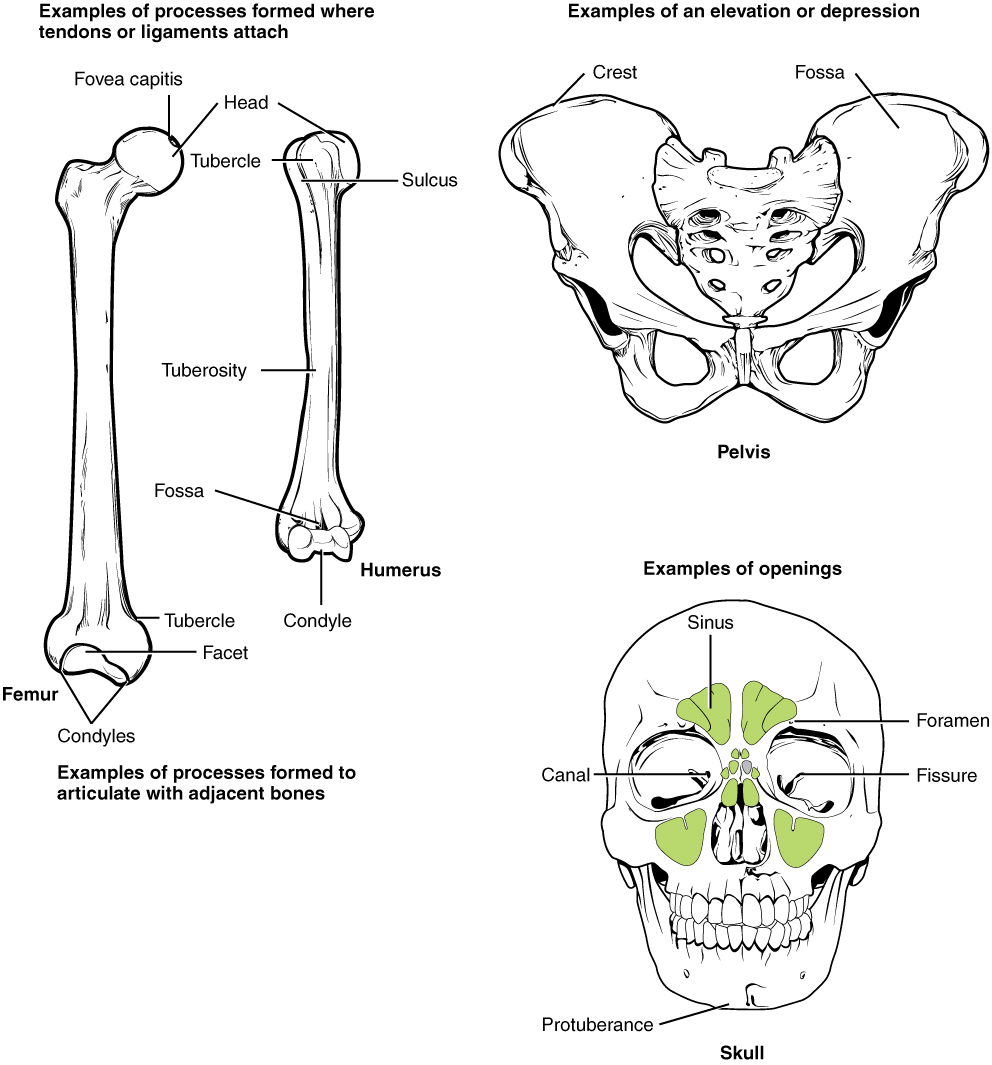 Humerus: Anatomy, Bone markings, Labeled diagrams