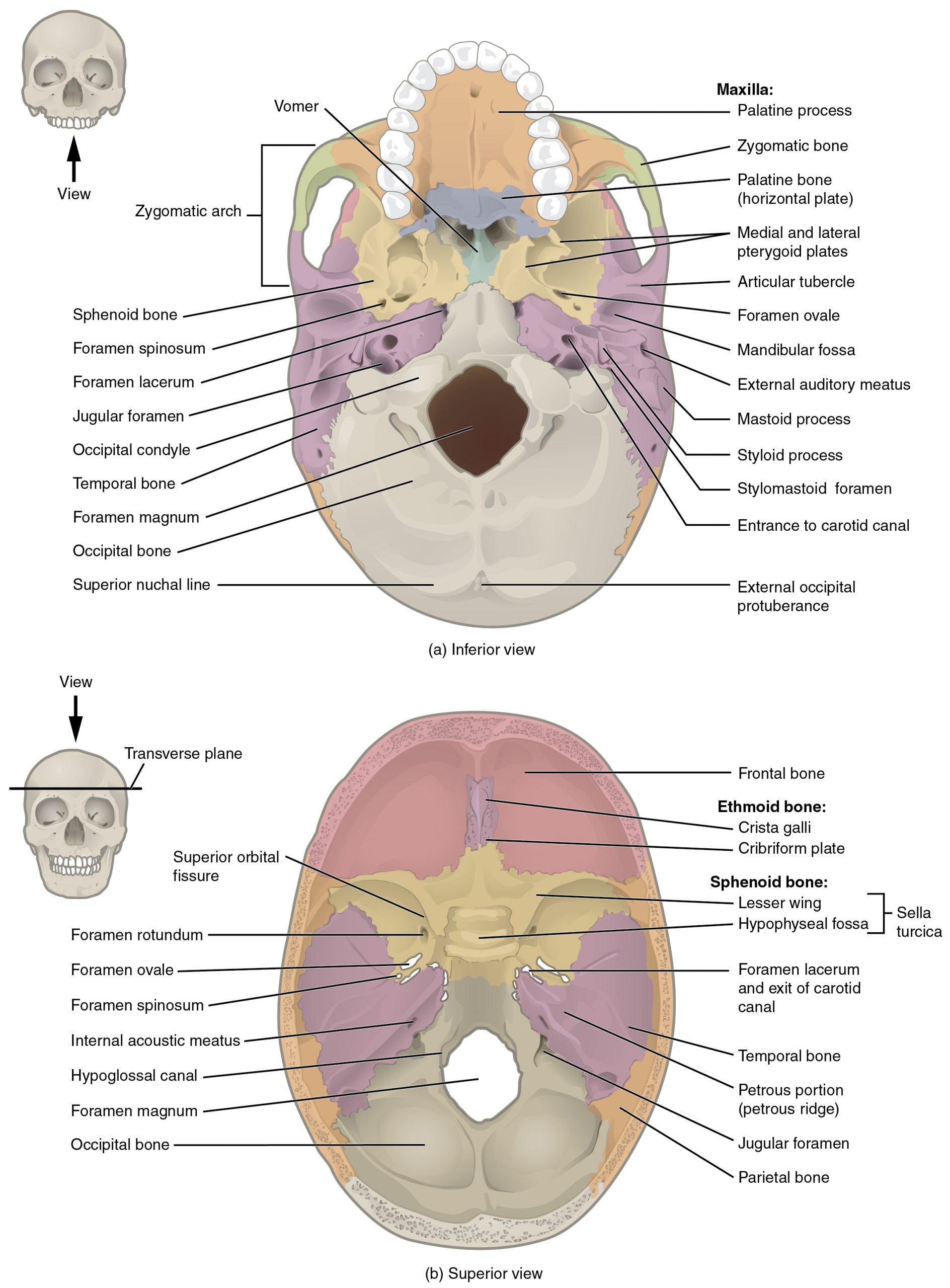 The 8 Cranial Bones  Parts, Location & Function - Video & Lesson