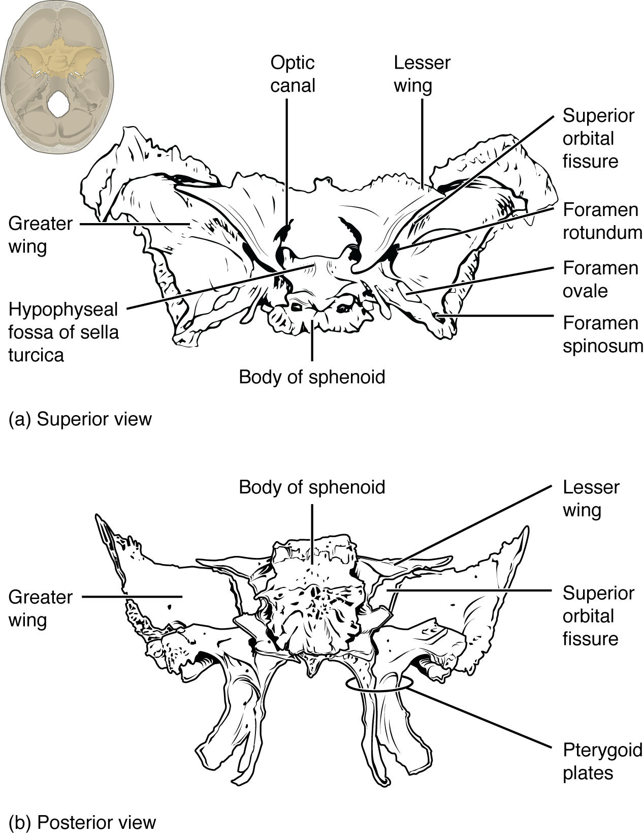 Foramen rotundum клиновидная кость