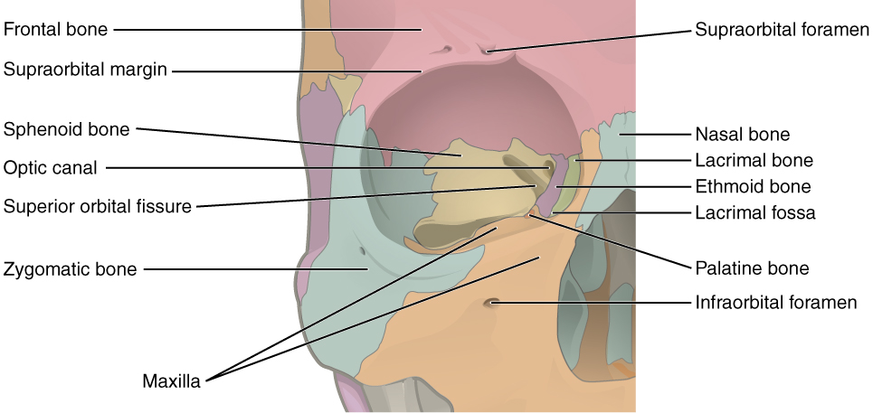 In this image, the different bones forming the orbit for the eyes are shown and labeled.