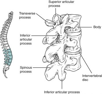 7.4 The Vertebral Column – Anatomy & Physiology